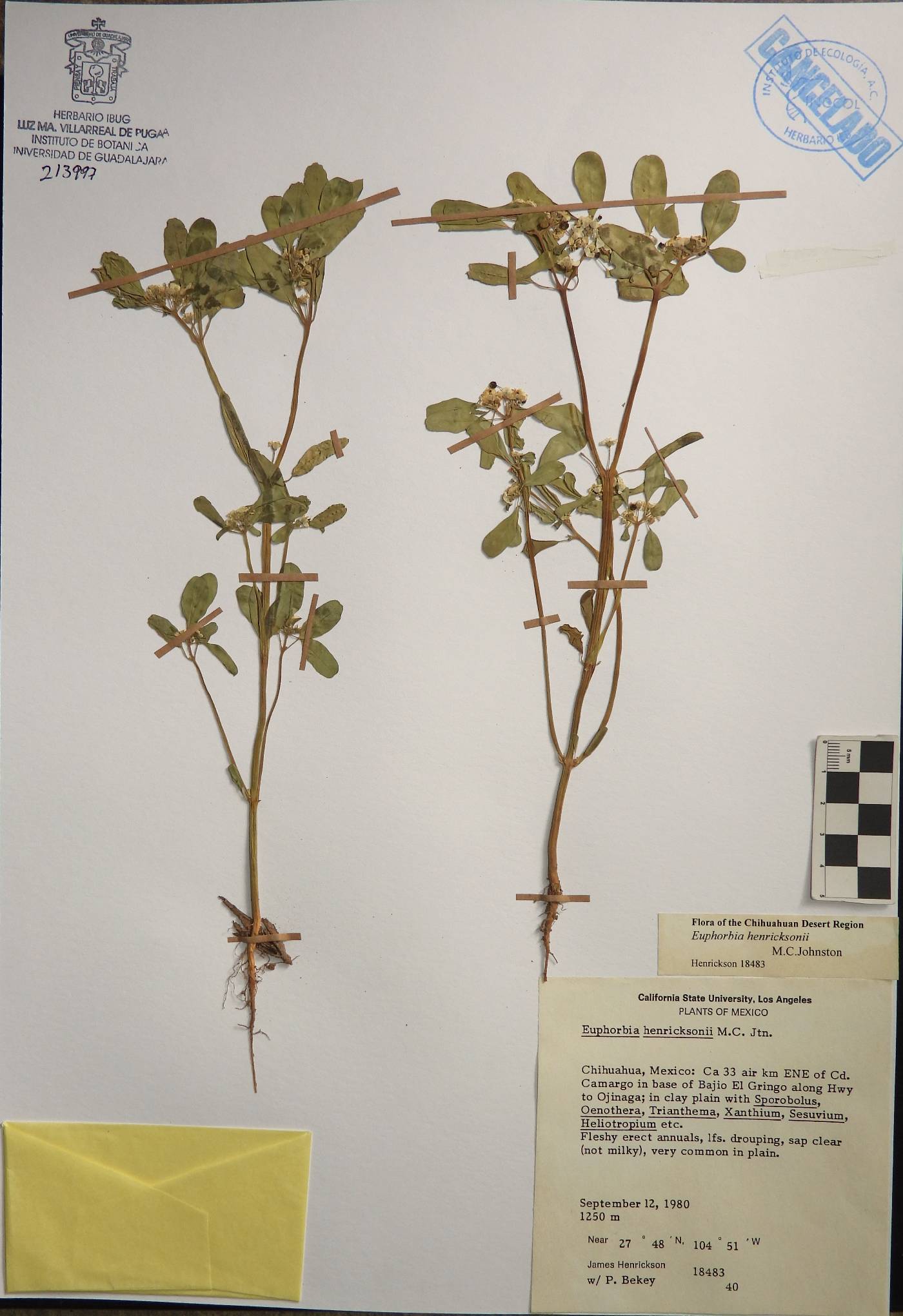 Euphorbia henricksonii image