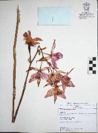 Laelia autumnalis image