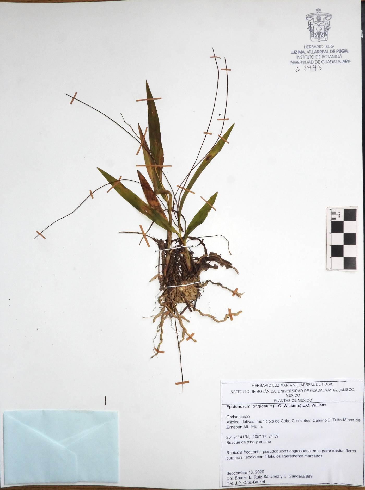 Epidendrum longicaule image