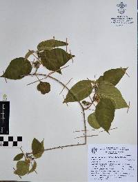 Marsdenia astephanoides image