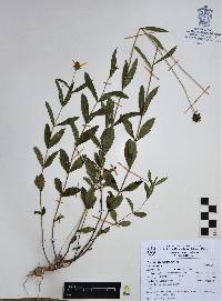 Verbesina cuautlensis image