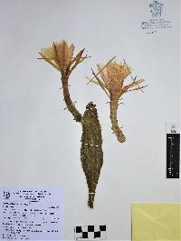 Image of Epiphyllum crenatum