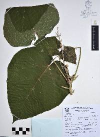 Croton draco image