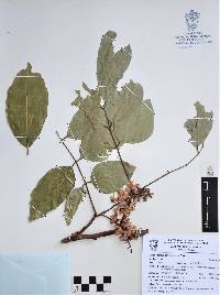 Lonchocarpus salvadorensis image