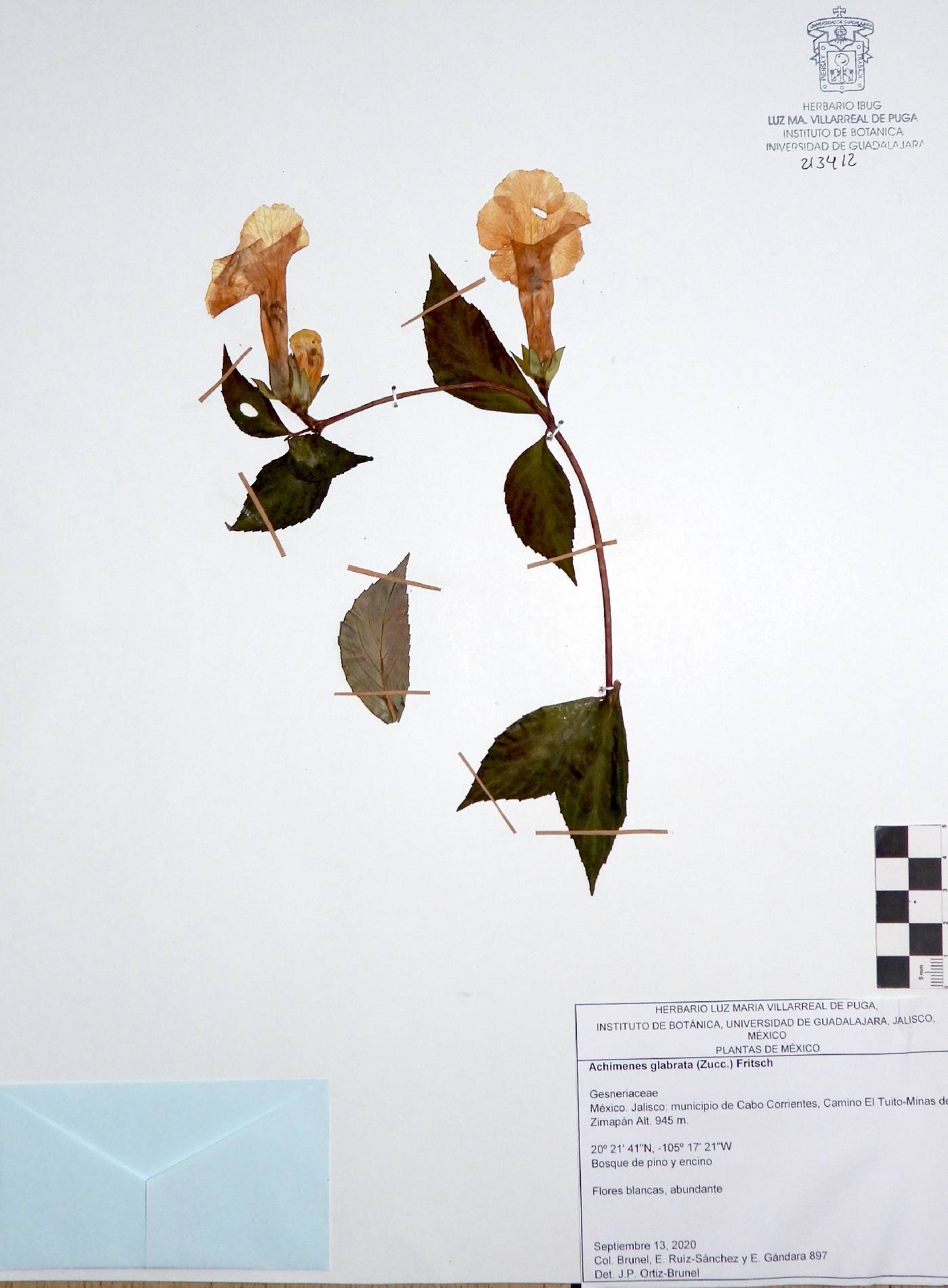 Achimenes glabrata image