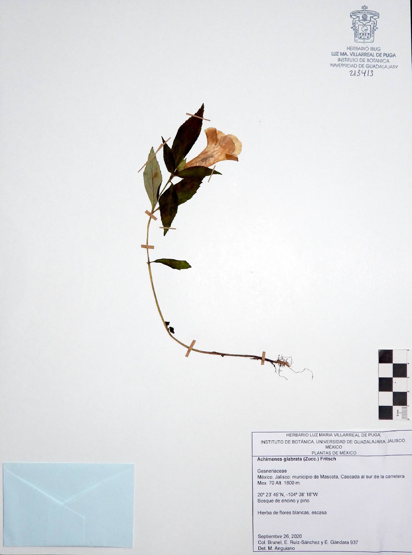 Achimenes glabrata image