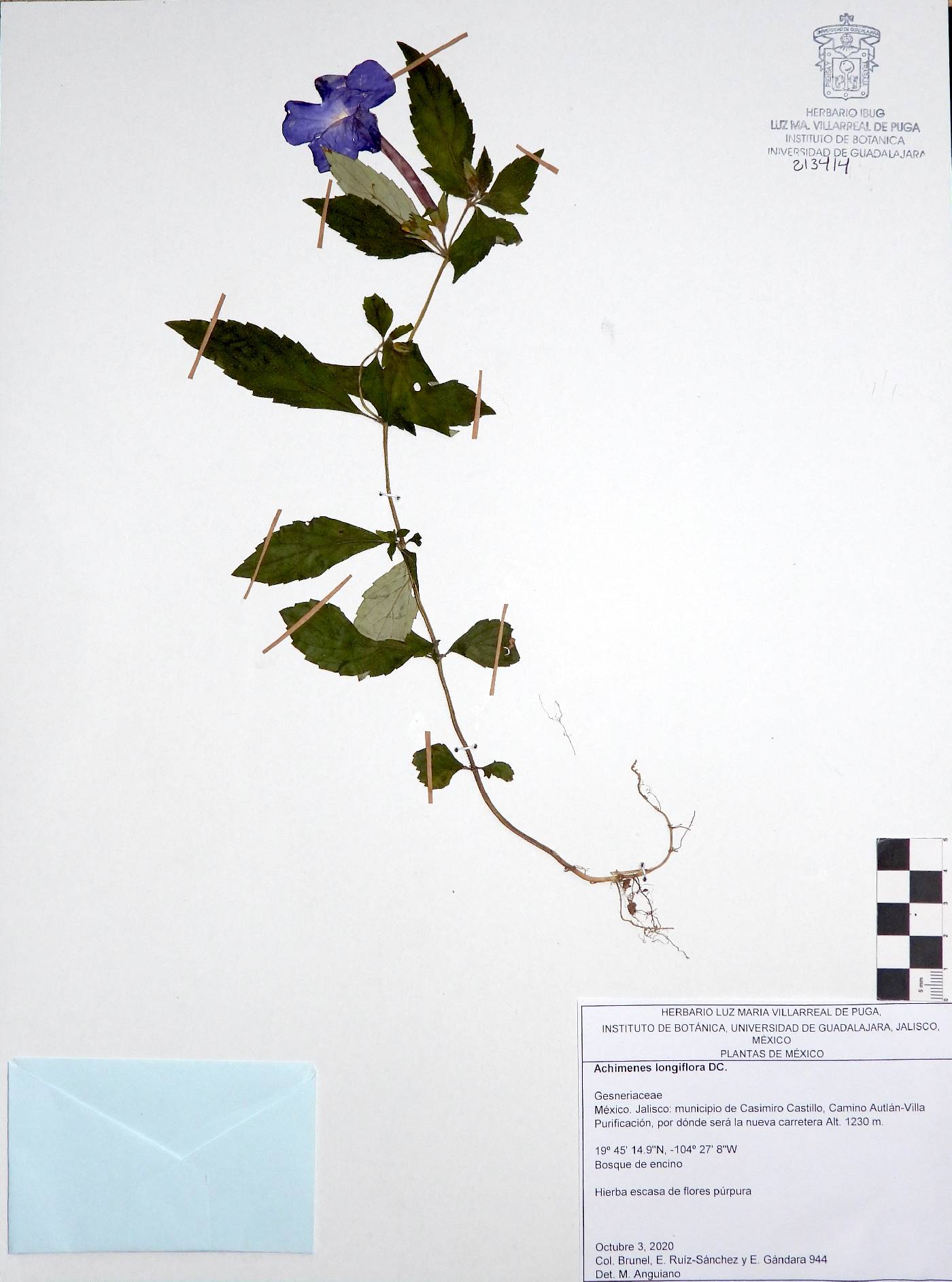 Achimenes longiflora image