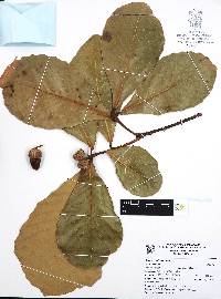 Quercus resinosa image