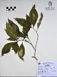 Image of Eumachia microdon