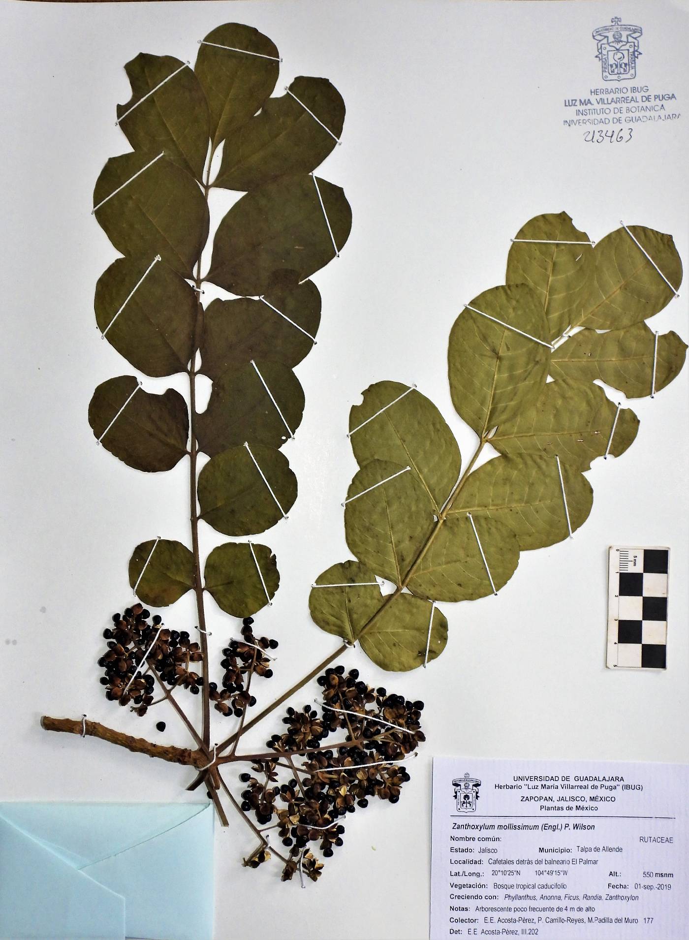 Zanthoxylum mollissimum image