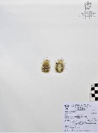 Mammillaria elongata image