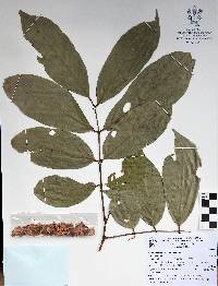 Lonchocarpus salvadorensis image
