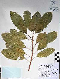 Sapium macrocarpum image