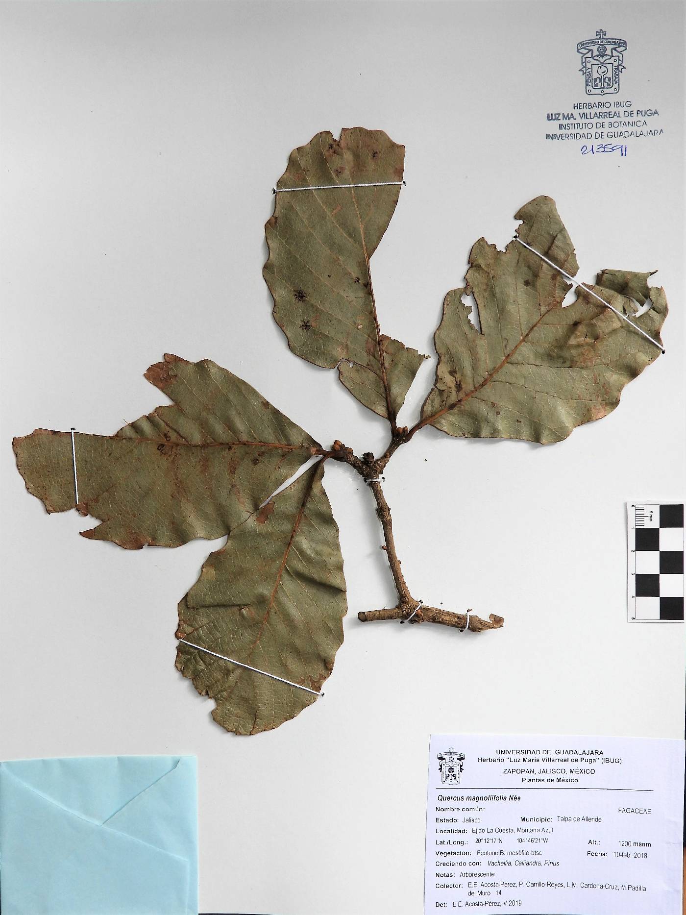 Quercus magnoliifolia image