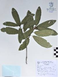 Quercus splendens image