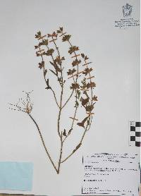 Image of Salvia hirsuta