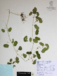 Drymaria multiflora image