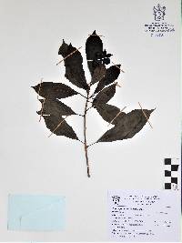 Media resource of Guapira petenensis
