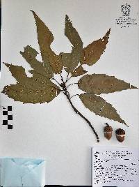 Quercus acutifolia image