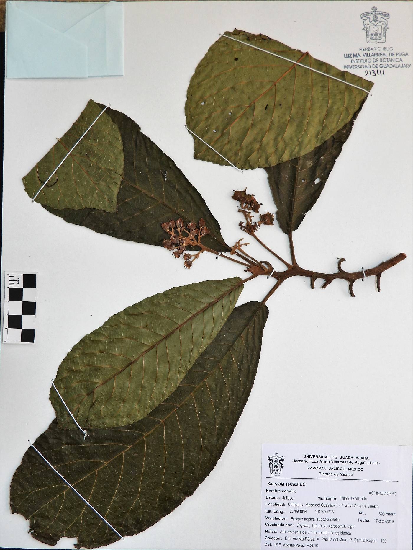 Saurauia serrata image