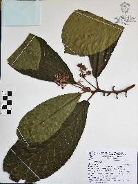 Saurauia serrata image