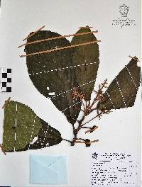 Saurauia serrata image