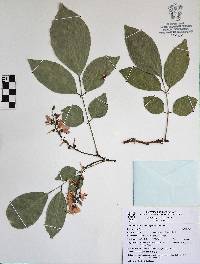 Image of Lonchocarpus sericeus