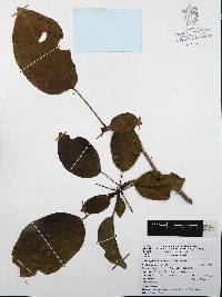 Dendropanax arboreus image