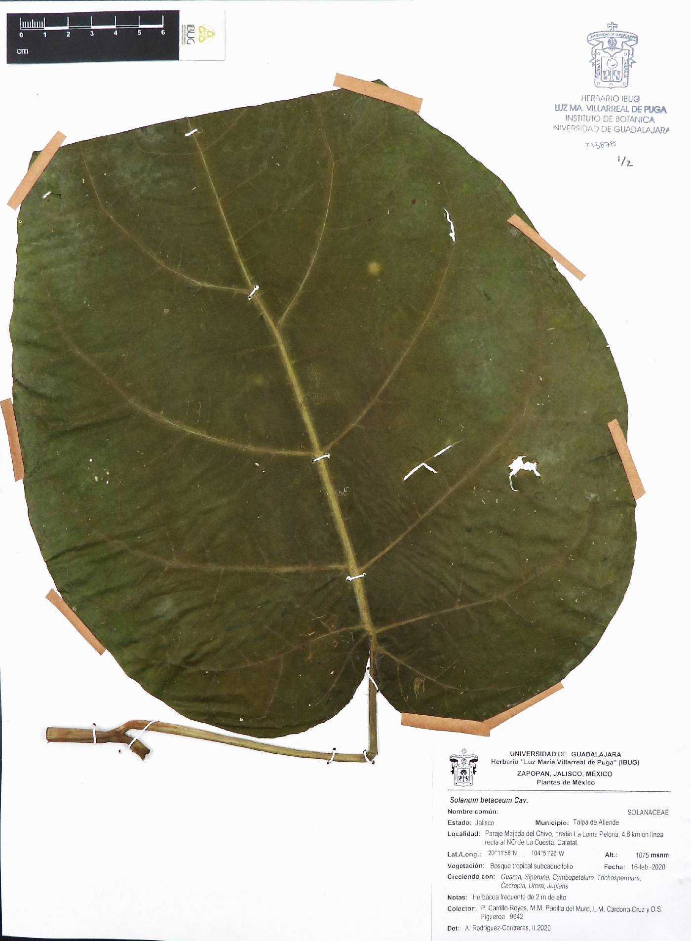 Solanum betaceum image