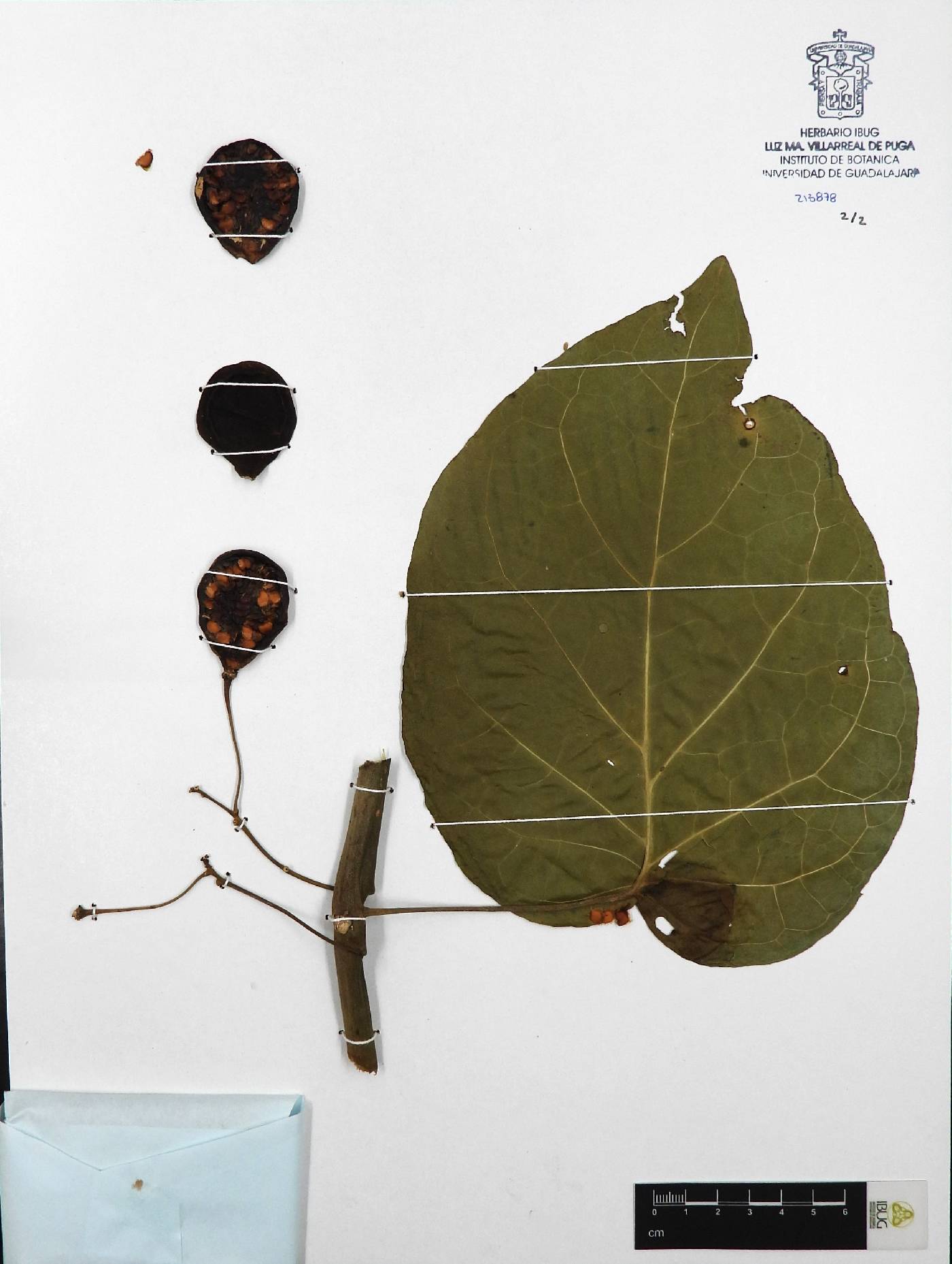 Solanum betaceum image