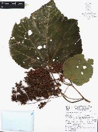 Triumfetta paniculata image