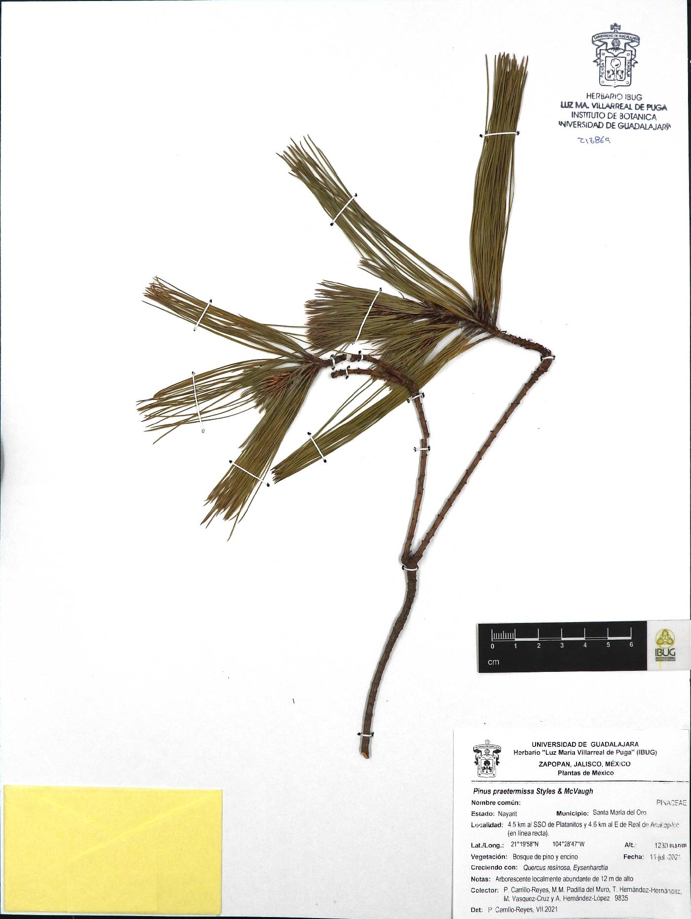 Pinus praetermissa image