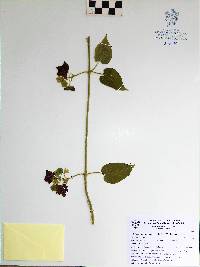 Polystemma guatemalense image