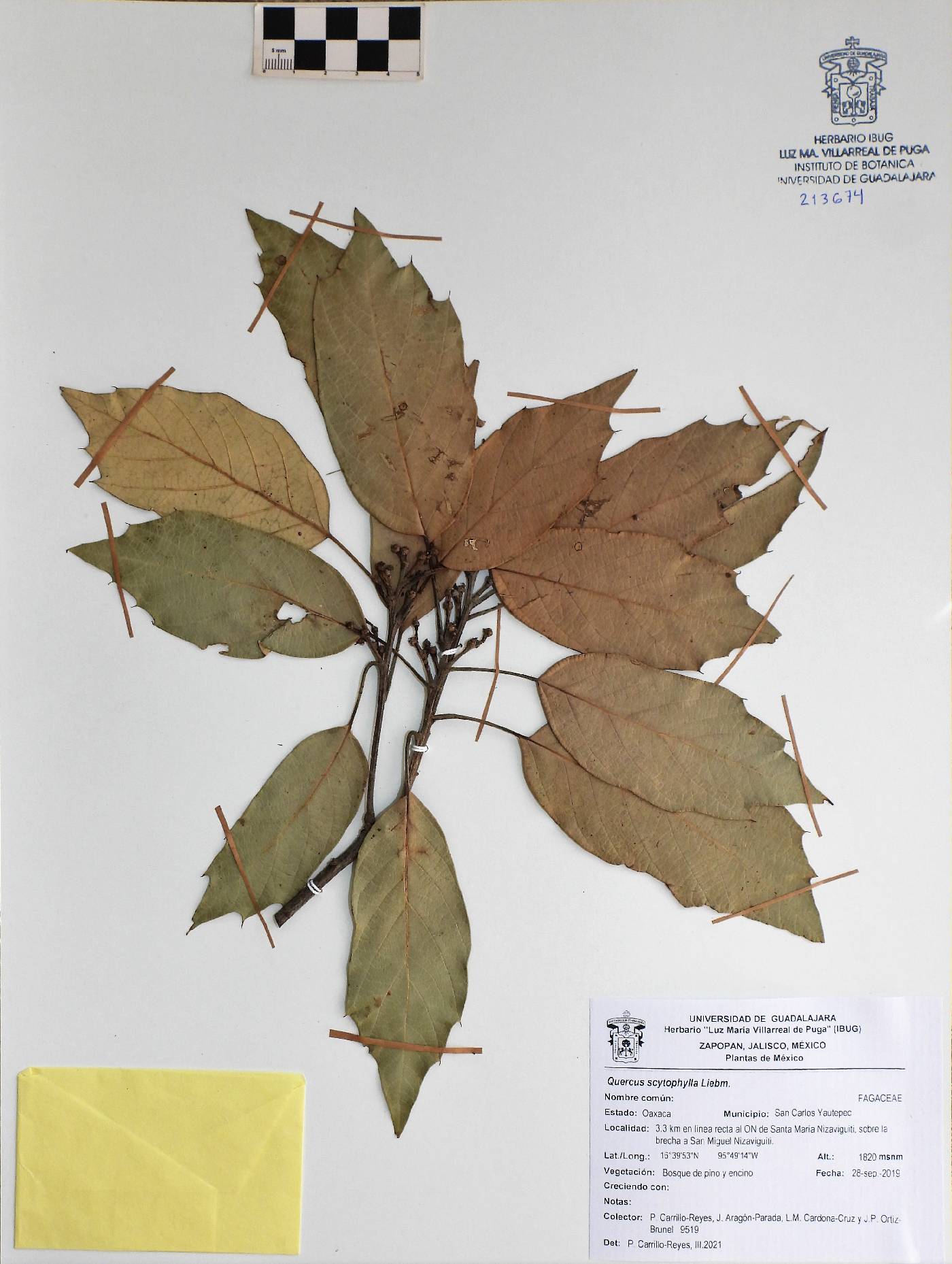 Quercus scytophylla image