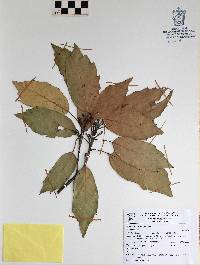 Quercus scytophylla image