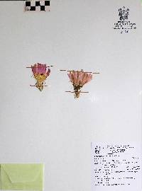 Echinocereus pamanesiorum image