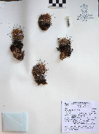 Mammillaria beneckei image