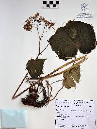 Begonia stigmosa image