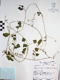 Phaseolus microcarpus image