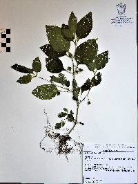 Solanum adscendens image