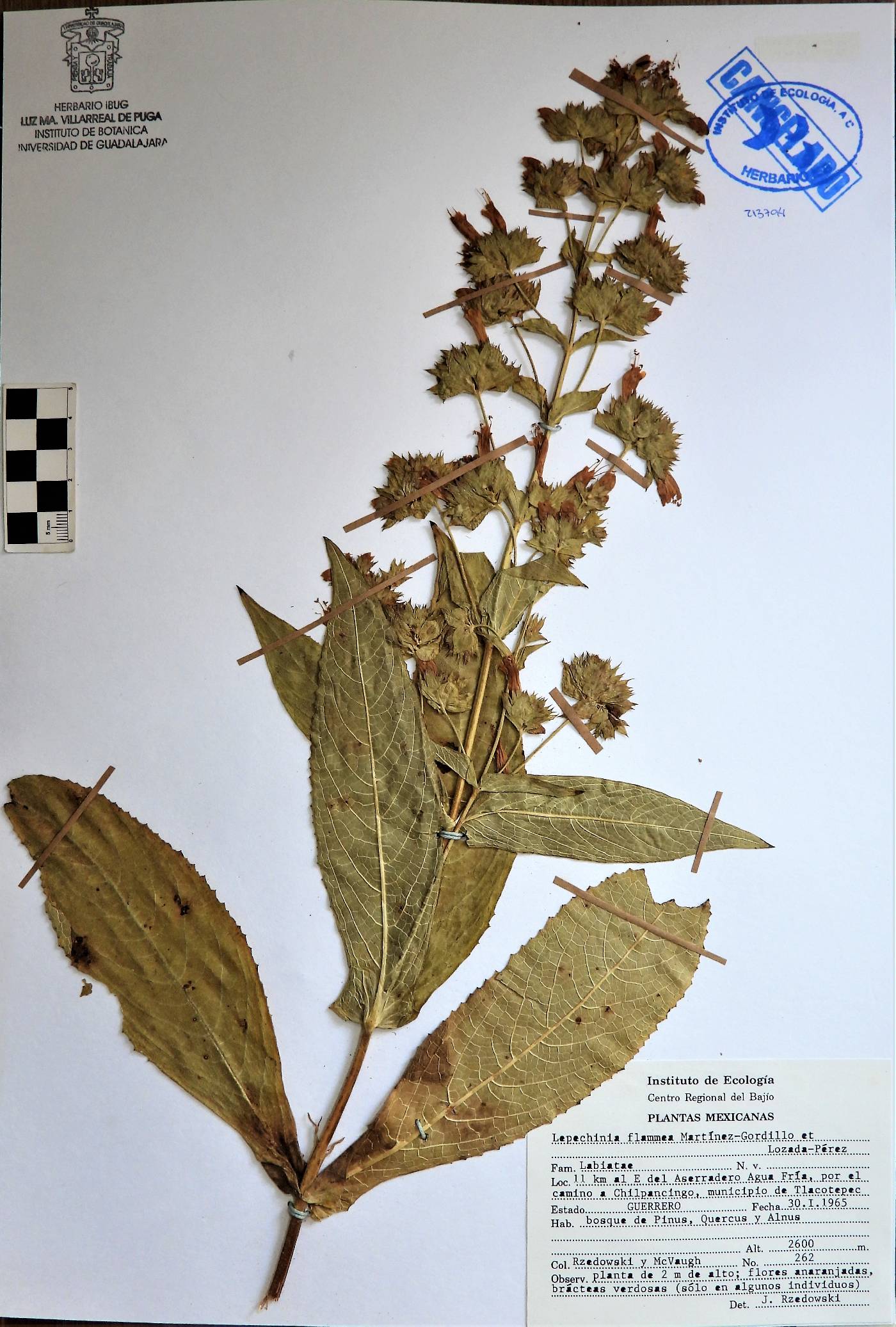 Lepechinia flammea image
