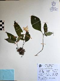 Achimenes hintoniana image