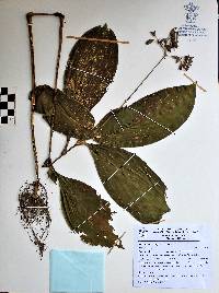 Tinantia macrophylla image