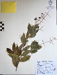 Hirtella racemosa image