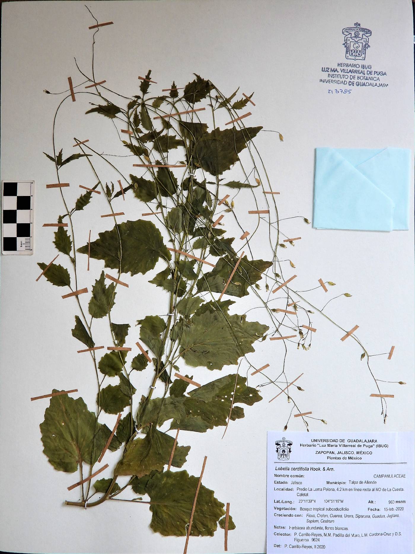 Lobelia cordifolia image