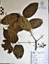 Bursera simaruba image