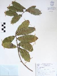 Quercus subspathulata image