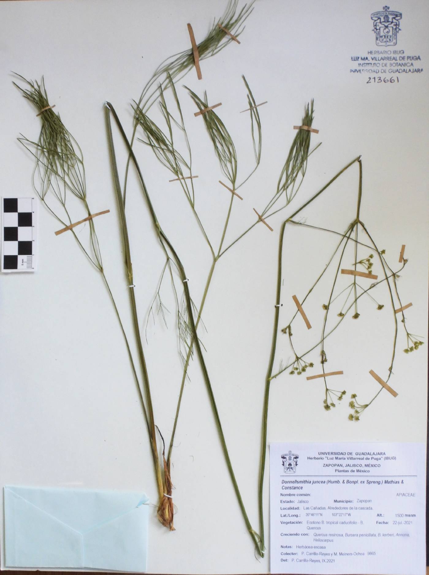 Donnellsmithia juncea image