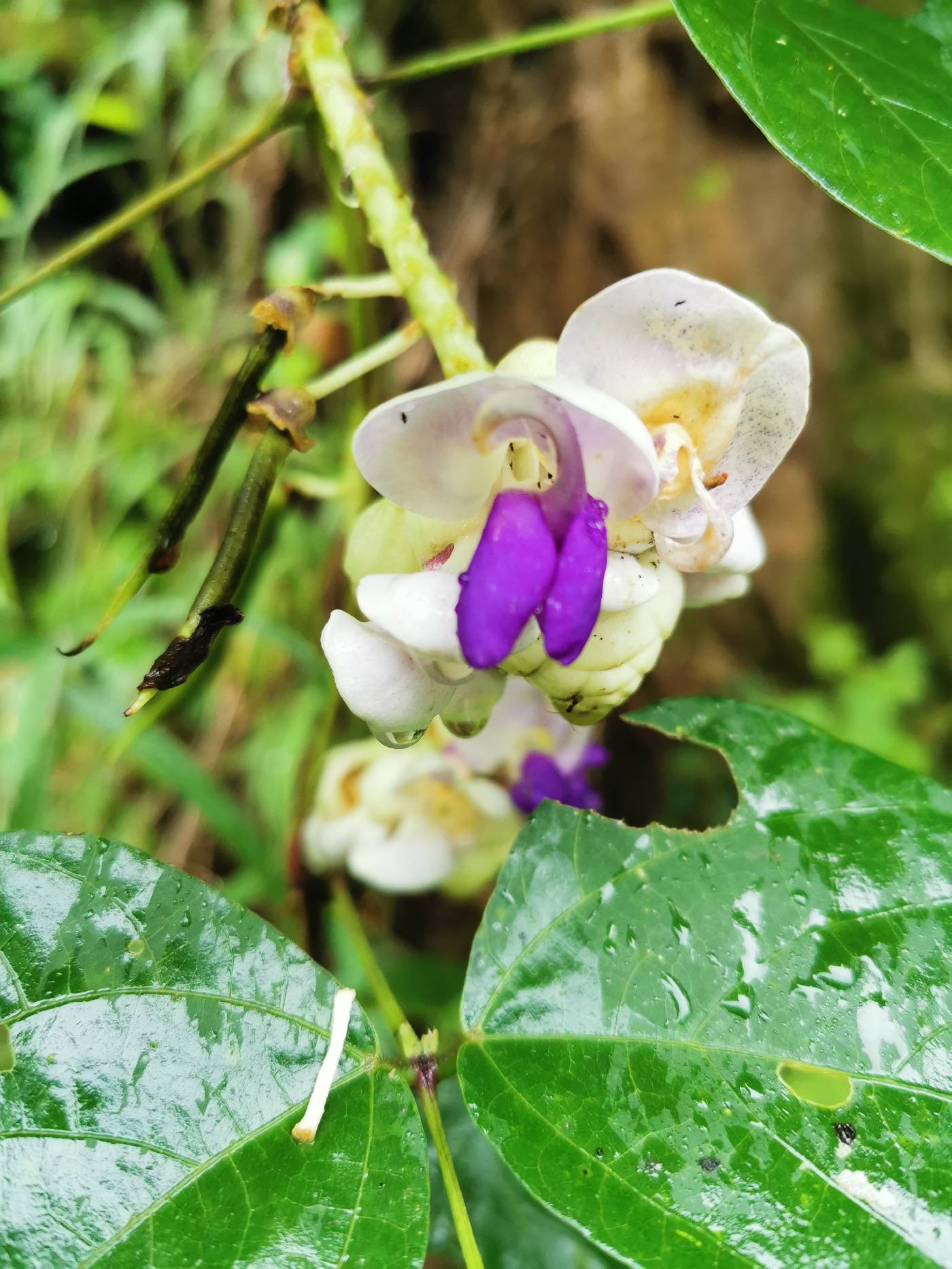 Ramirezella crassa image