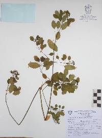 Euphorbia schlechtendalii image